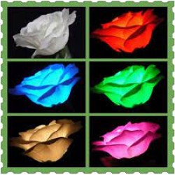 D'LIGHTING ROSE {FIVE COLOR}