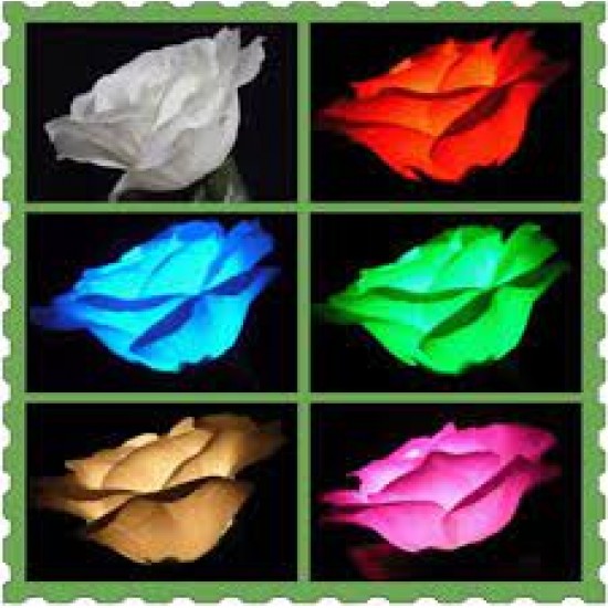 D'LIGHTING ROSE {FIVE COLOR}