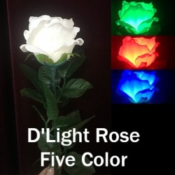 D'LIGHTING ROSE {FIVE COLOR}